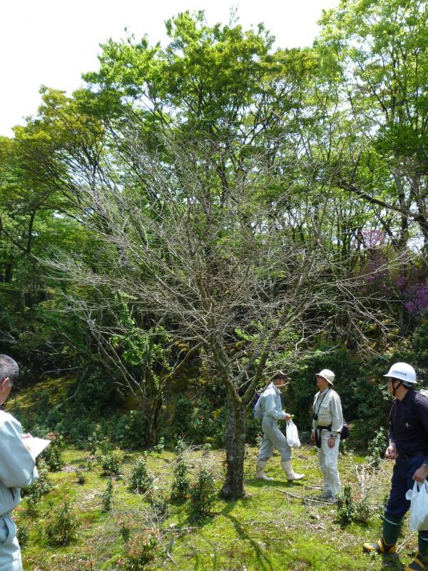 モニタリングの木確認