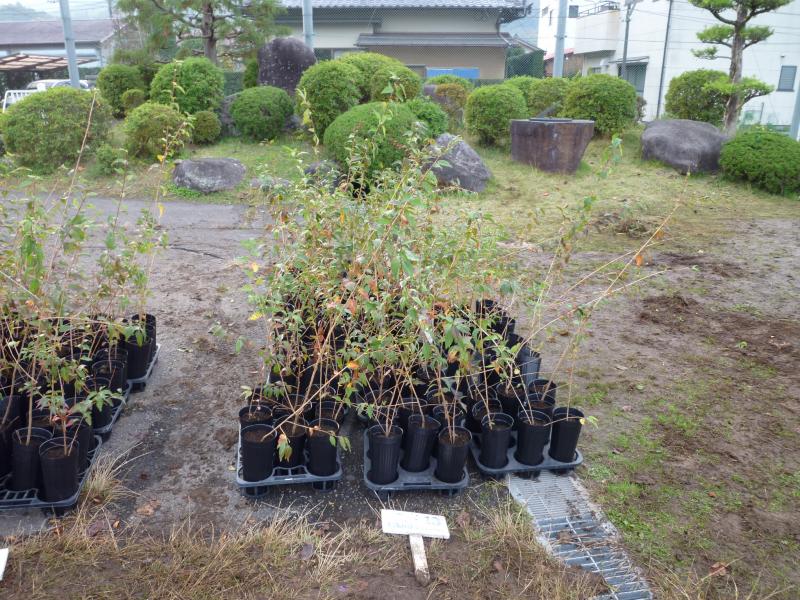 植え替え後の苗