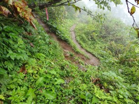 登山道