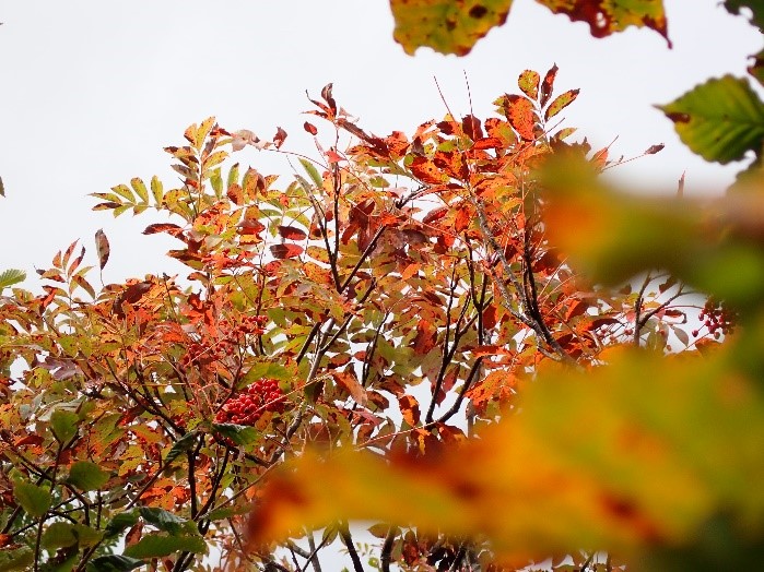 ナナカマドの紅葉