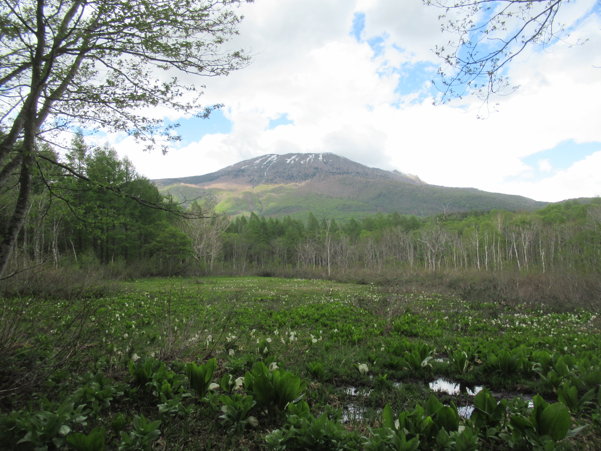 夢見平のミズバショウ