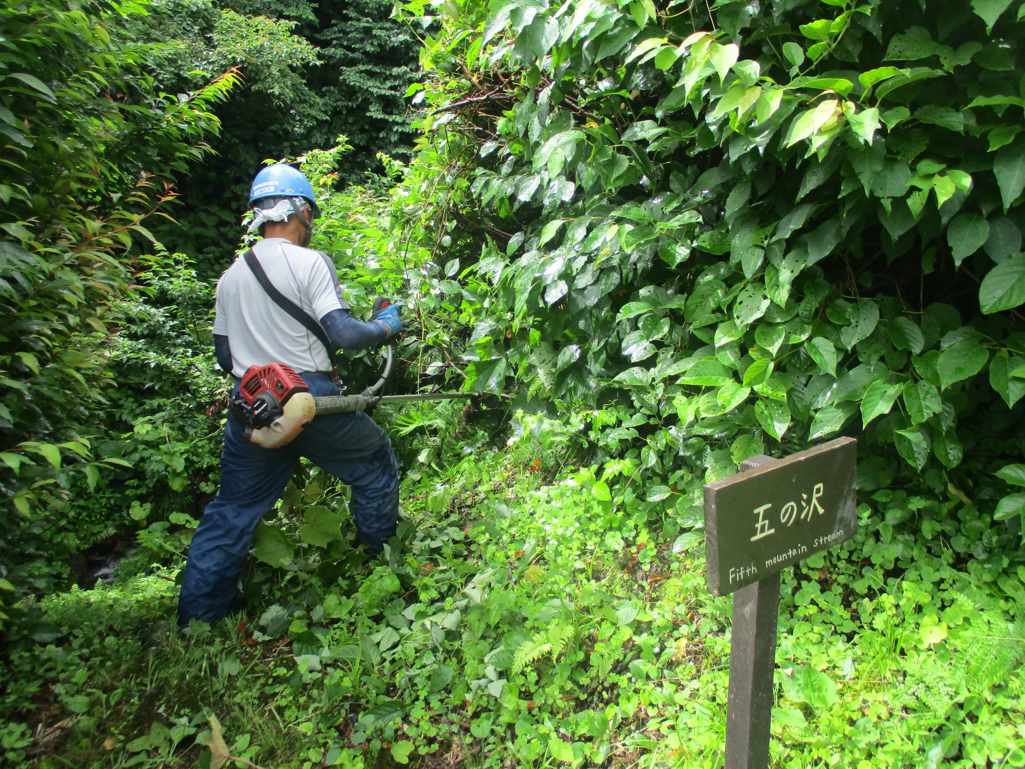 散策道刈り・伐木の様子