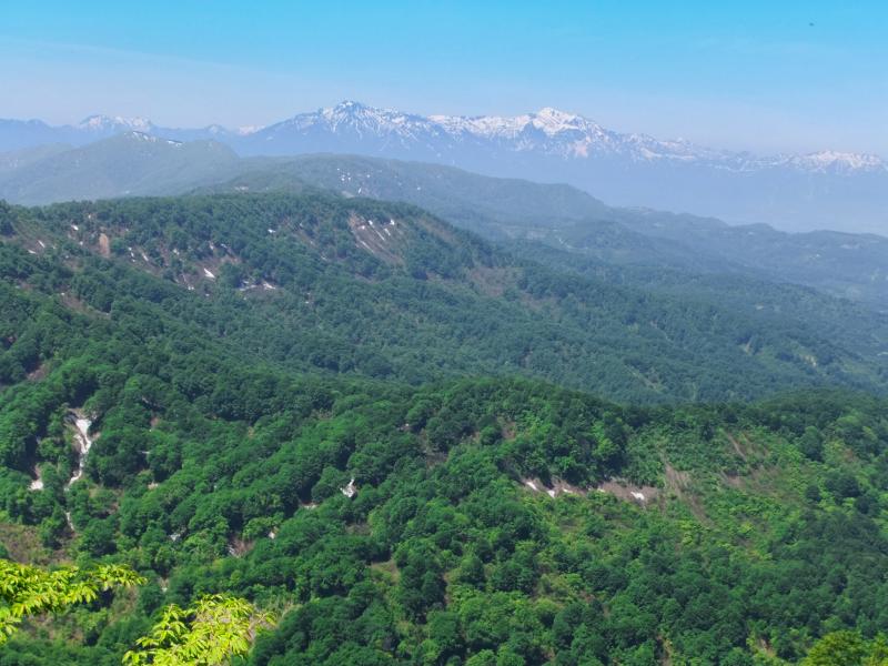 新緑の関田山脈