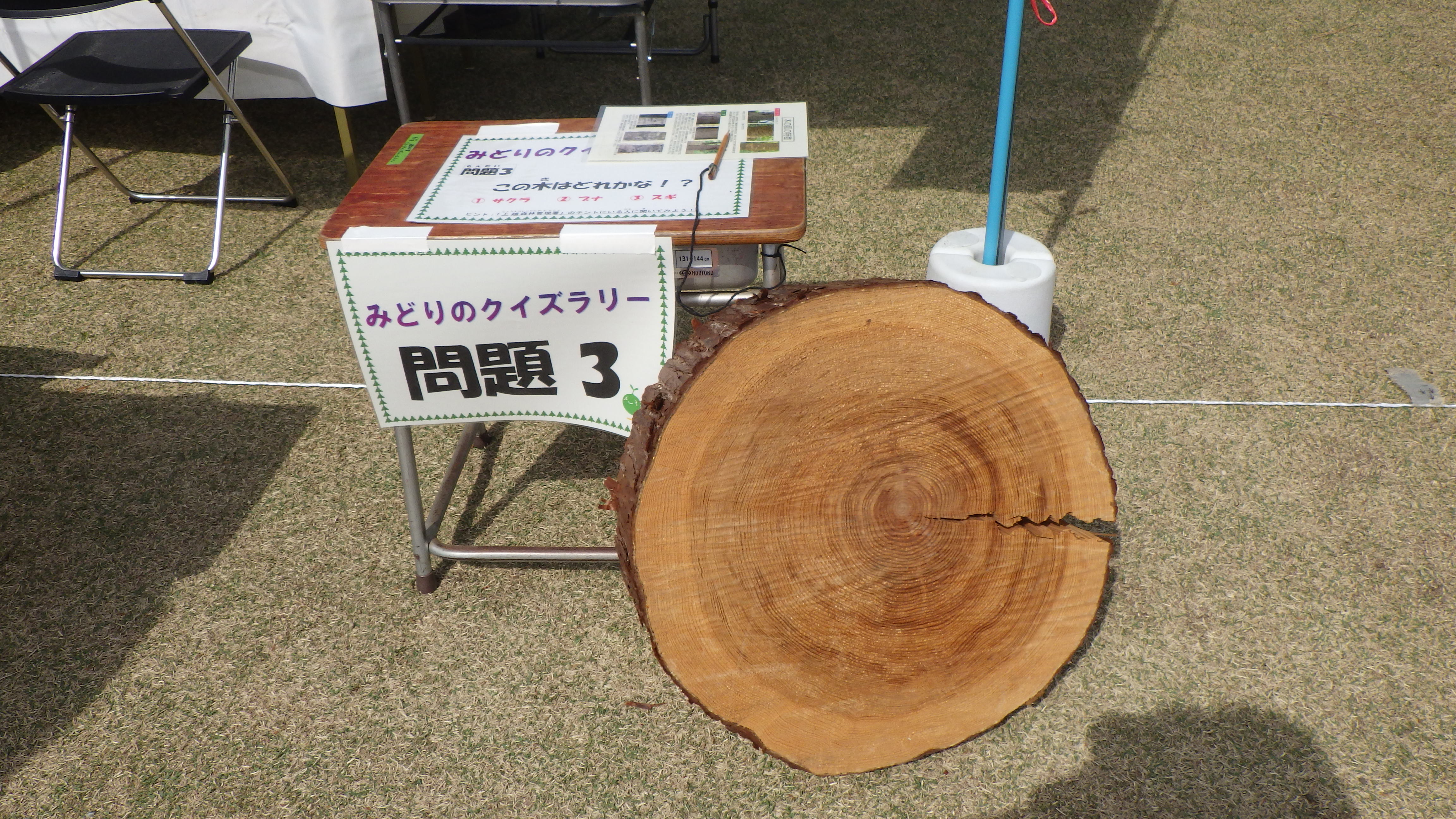 スギの輪