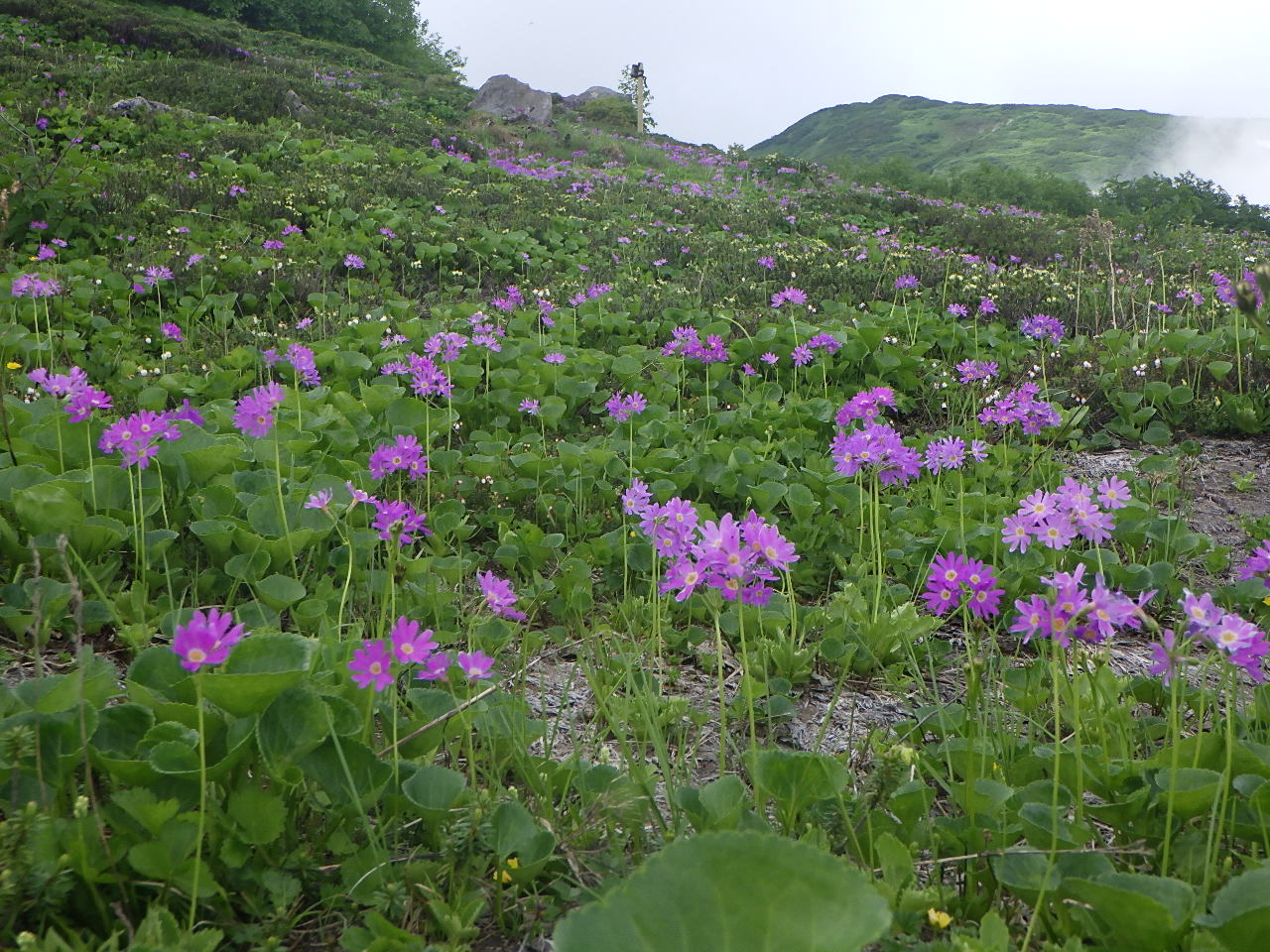 ライチョウ平のハクサンコザクラ