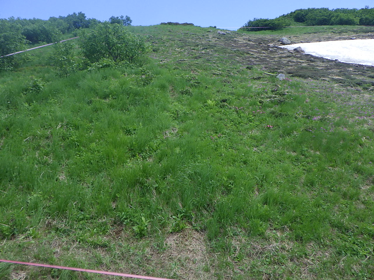 除去するイネ科の植物