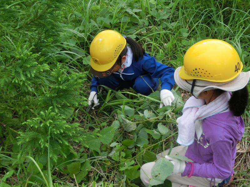 H26間伐・下刈体験18