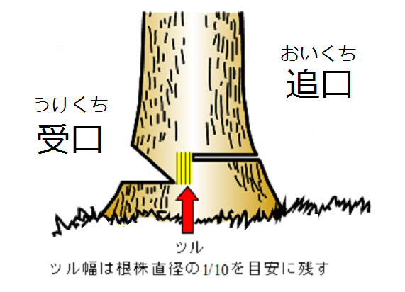 間伐下刈体験5