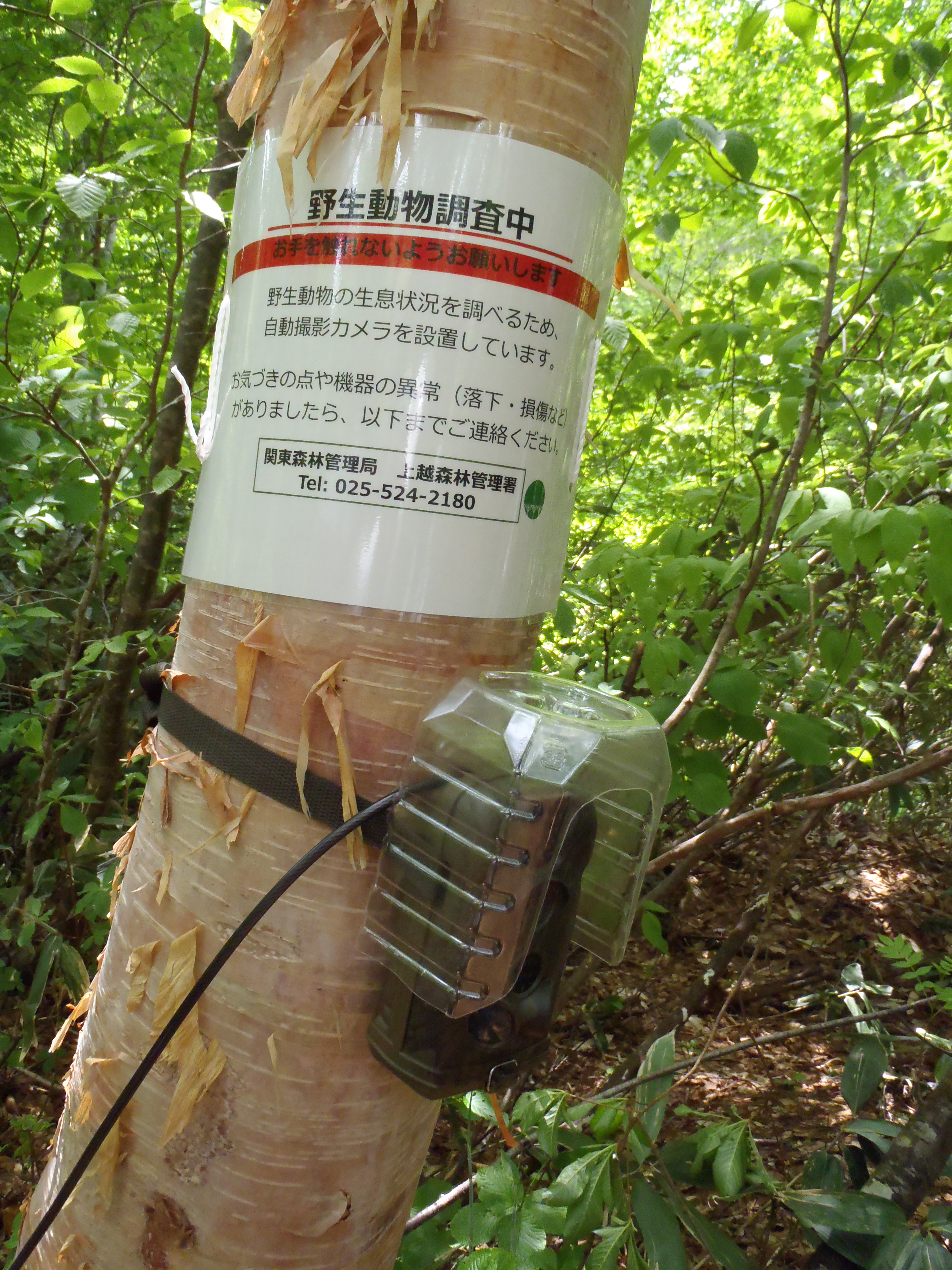 モニタリング調査用センサーカメラ