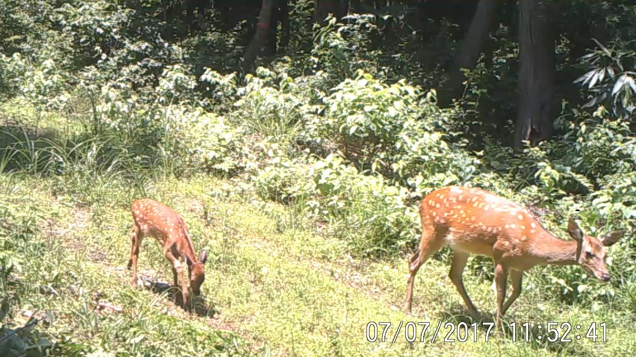 センサーカメラに撮影されたシカ