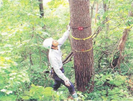 トキの営巣本調査