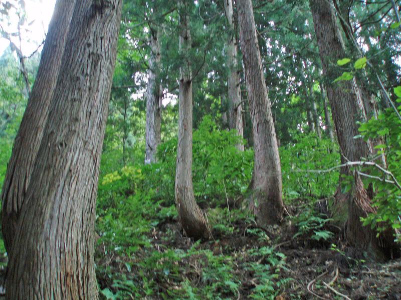 写真4