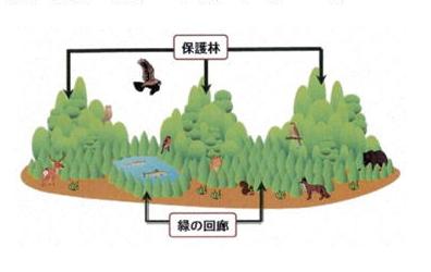 緑の回廊のイメージ