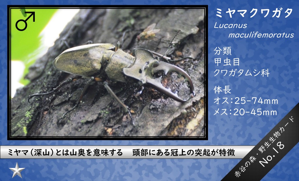 赤谷の森・野生生物カード：関東森林管理局