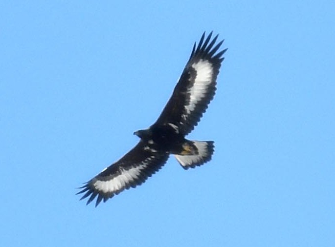 2017イヌワシ幼鳥