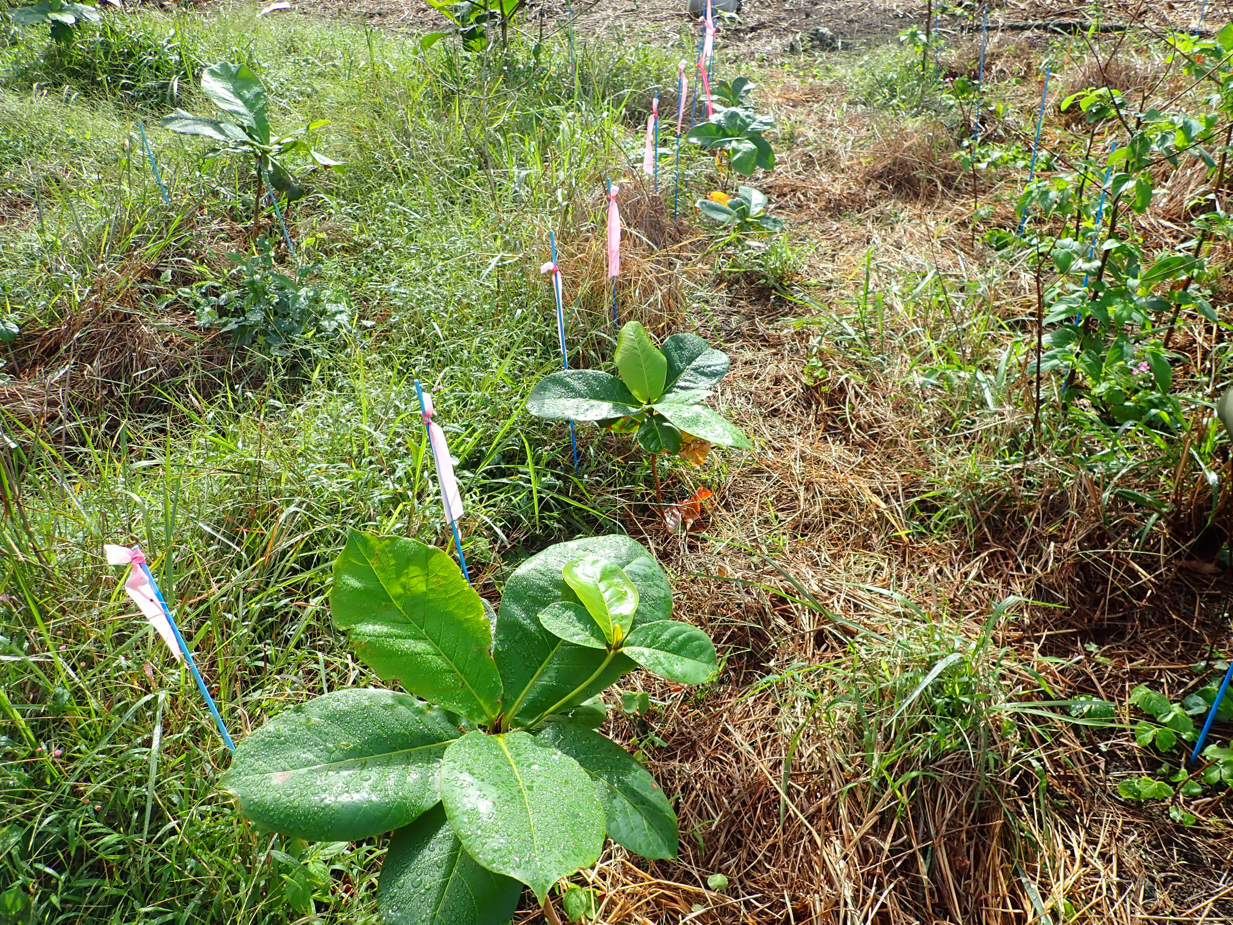 苗木植栽