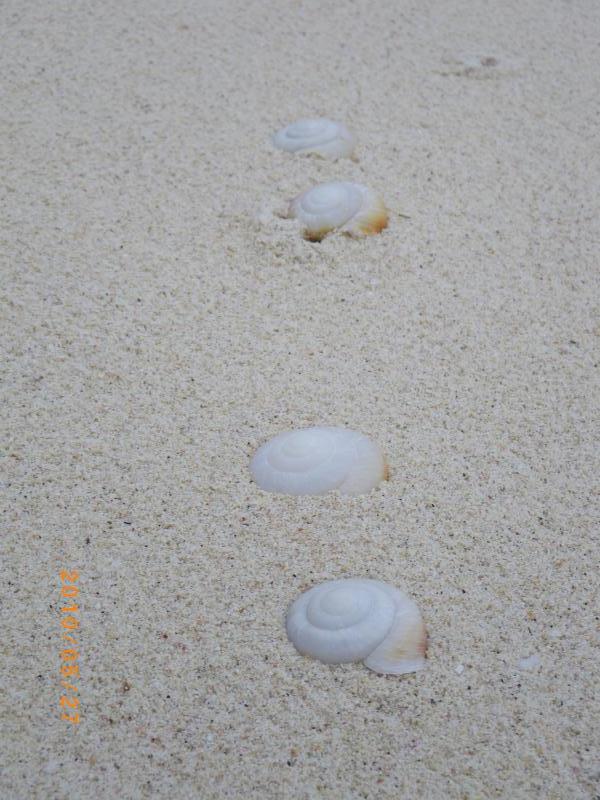 カタマイマイソノニ