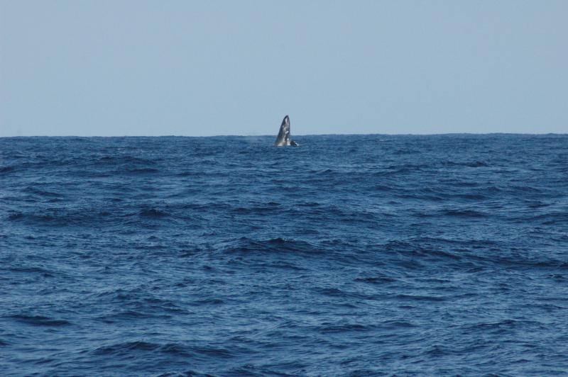 ザトウクジラソノ二
