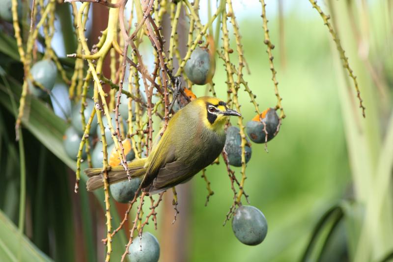 メグロ食餌