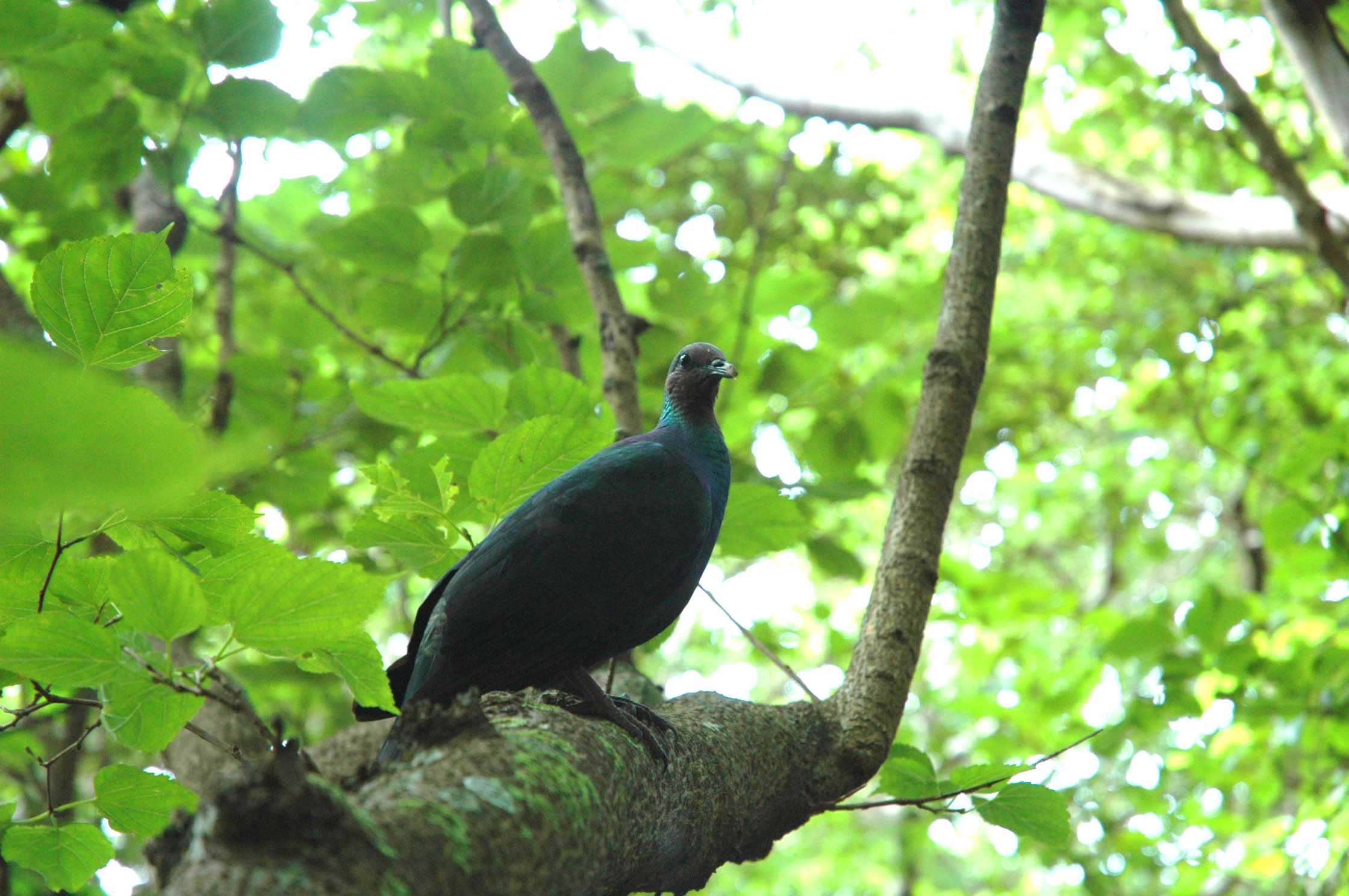 hato3