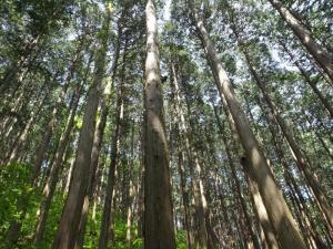 荒川峡鷹巣のヒノキ林