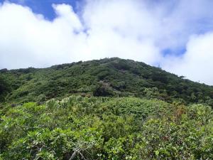 父島・初寝山乾性低木林