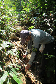 登山道の枝除去