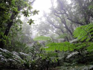 木性シダのマルハチなど固有植物の宝庫石門の森１