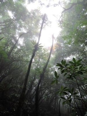 木性シダのマルハチなど固有植物の宝庫石門の森2