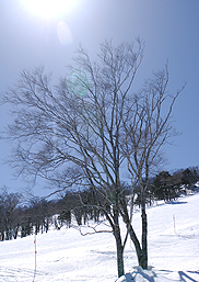 雪景色