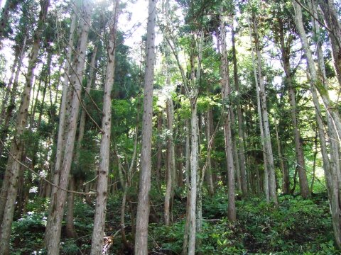 画像 資源の循環利用林