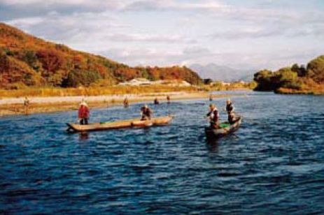 鮭漁の最盛期を迎える三面川