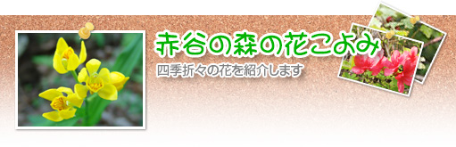 赤谷の森の花こよみ、四季折々の花を紹介します