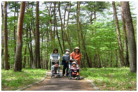那須道路風景林
