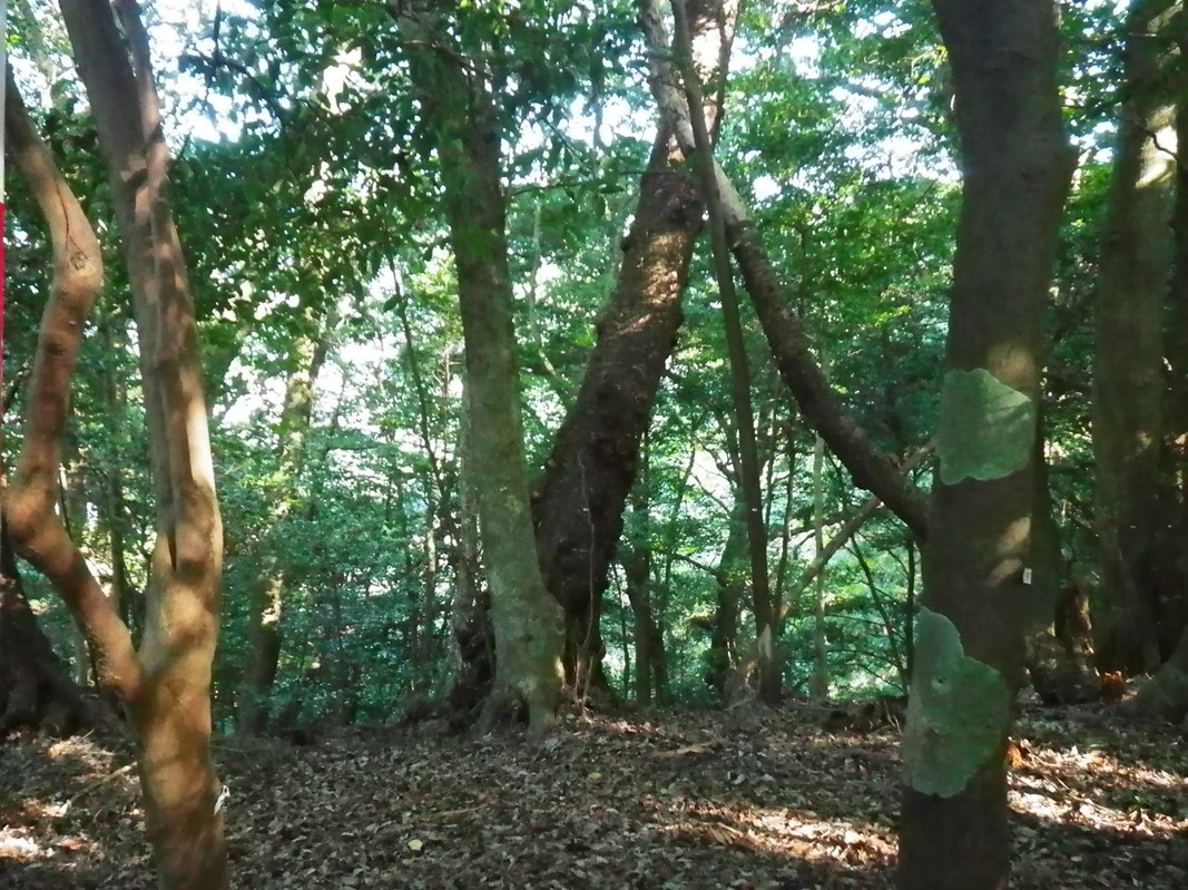 Image 3