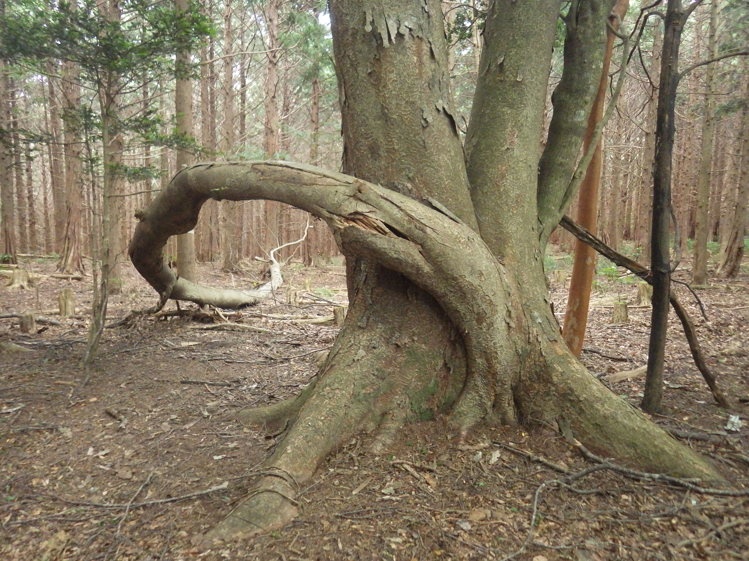 Image 4