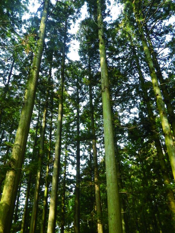 江川杉