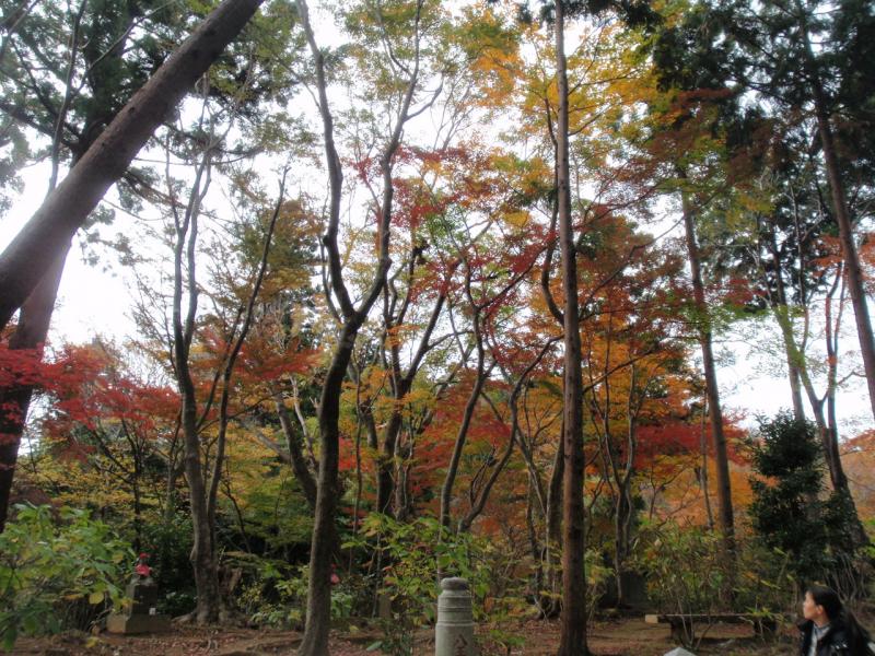紅葉1