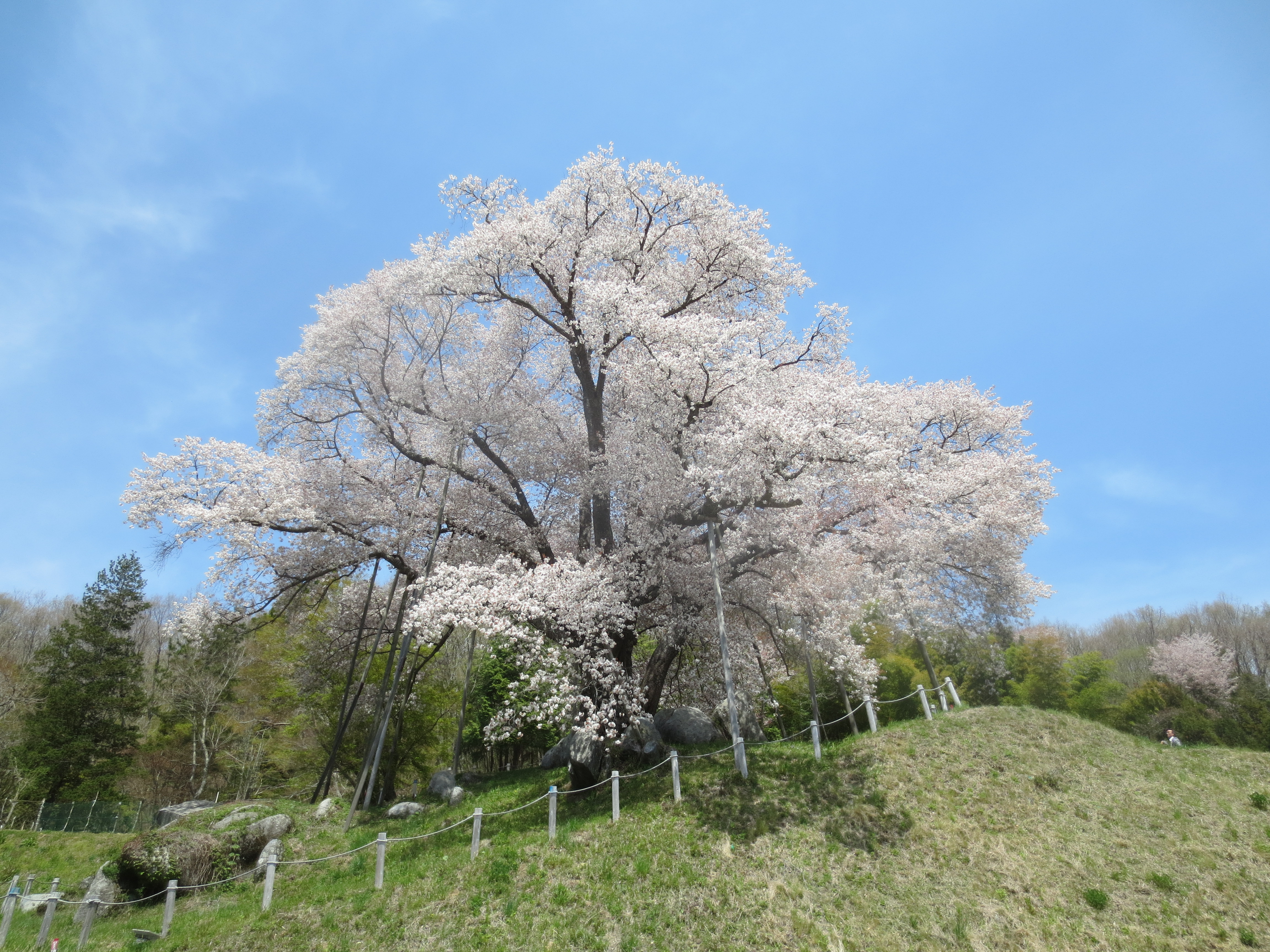 森の巨人たち100選「越代サクラ」