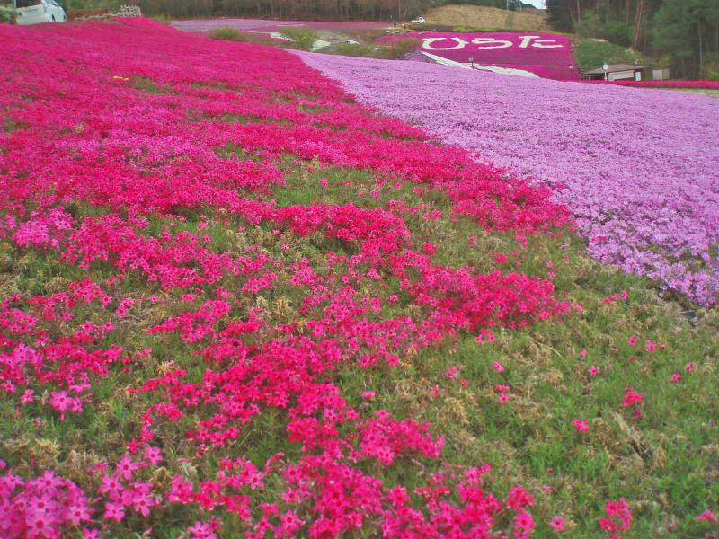 ジュピアランドひらたの芝桜