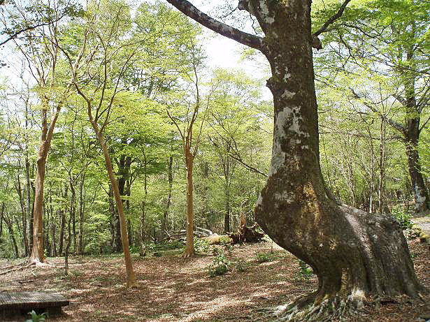 西臼塚遊歩道周辺の森 