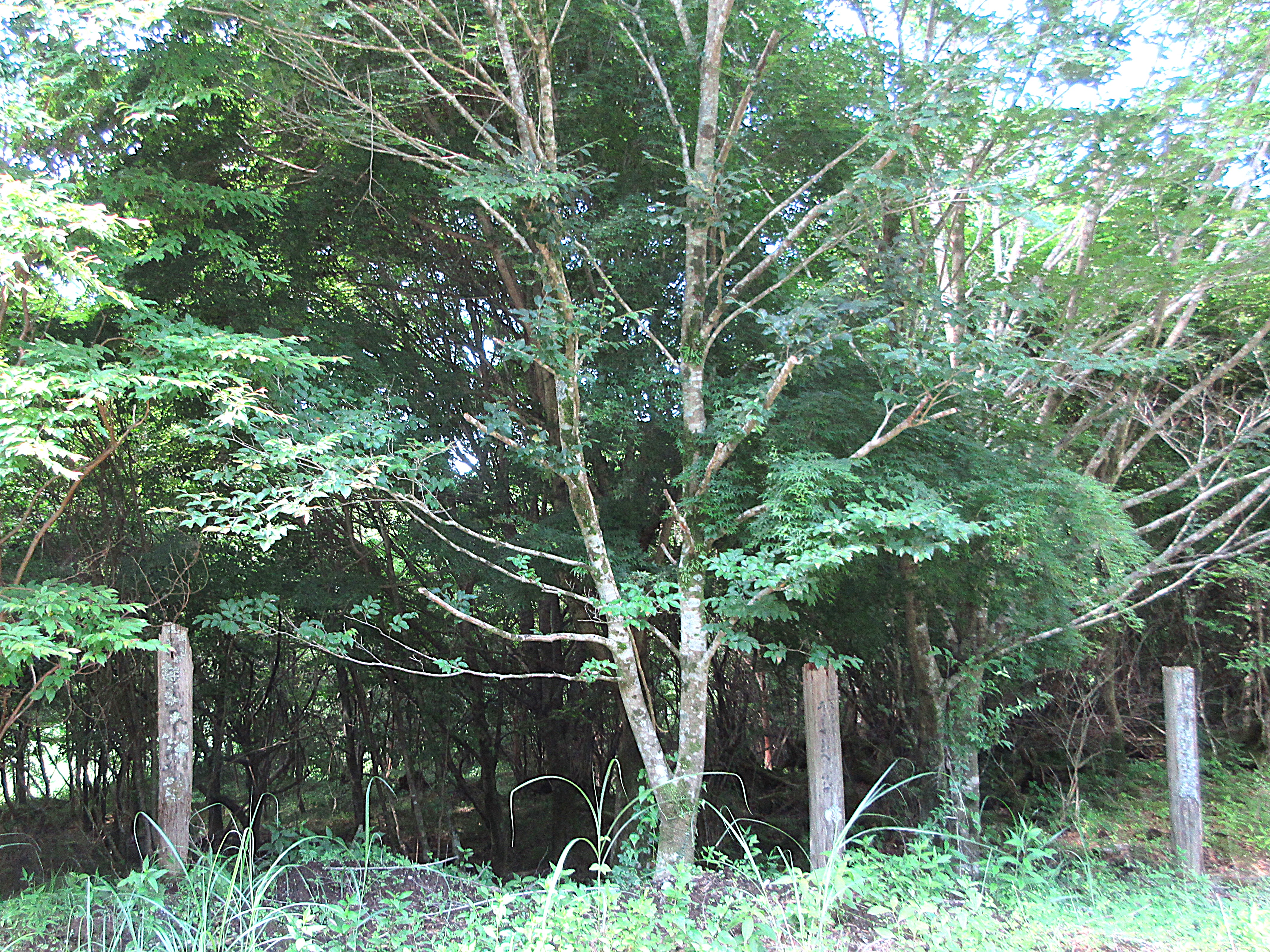 大きく成長したブナ