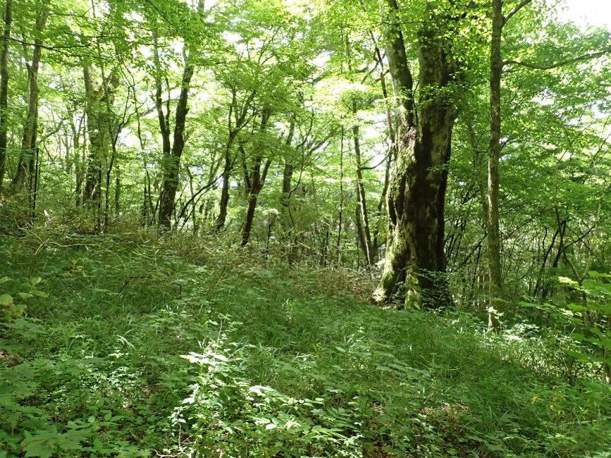 植生保護柵の内側
