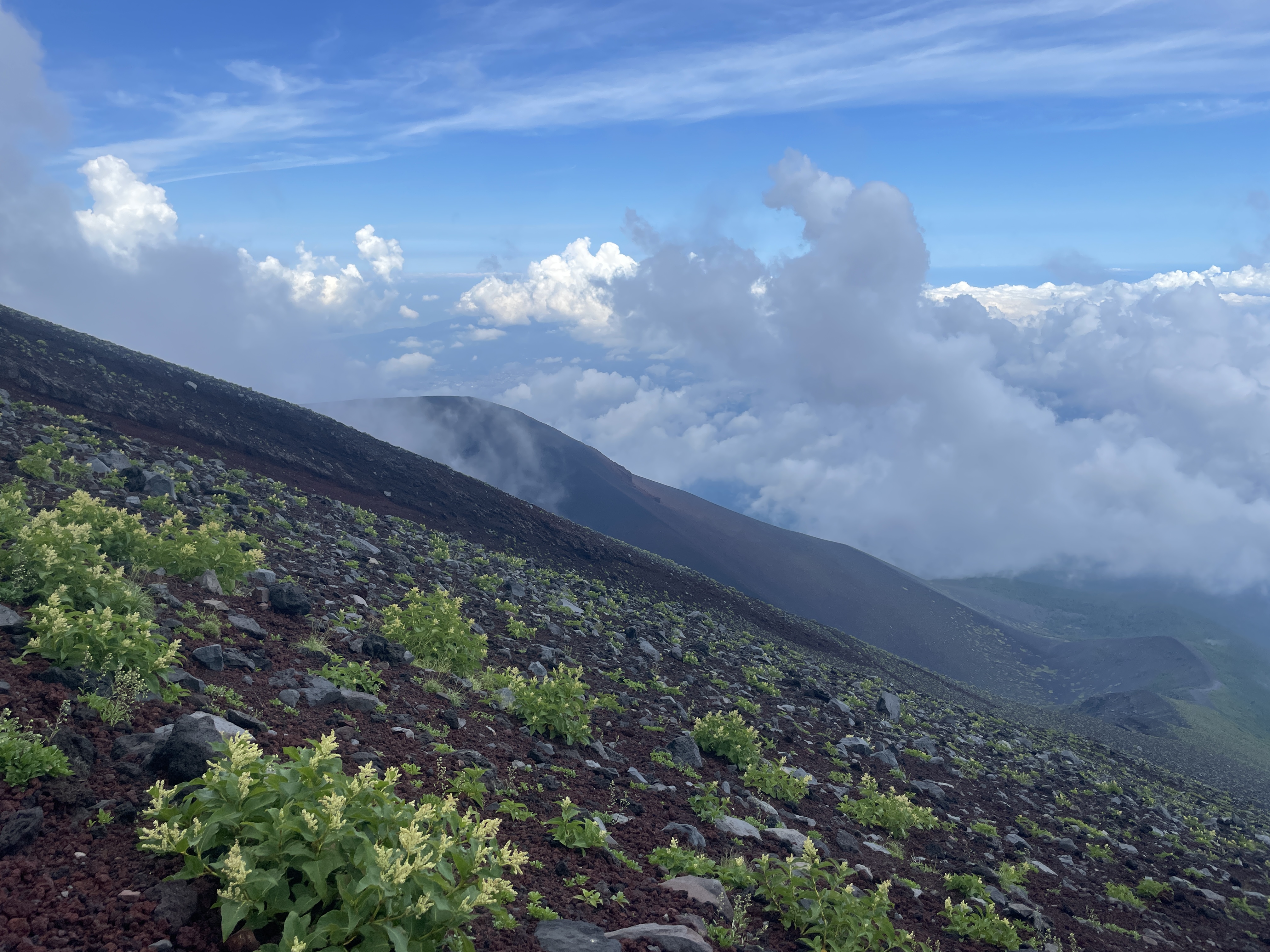 高山植物が咲く富士山国有林（七合目付近）