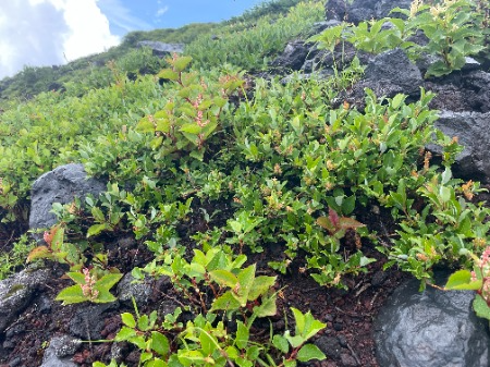 富士山国有林内の自然