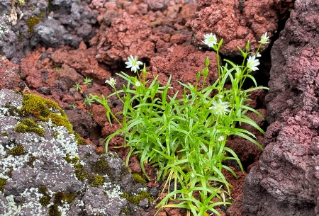 高山植物が咲く富士山国有林（七合目付近）