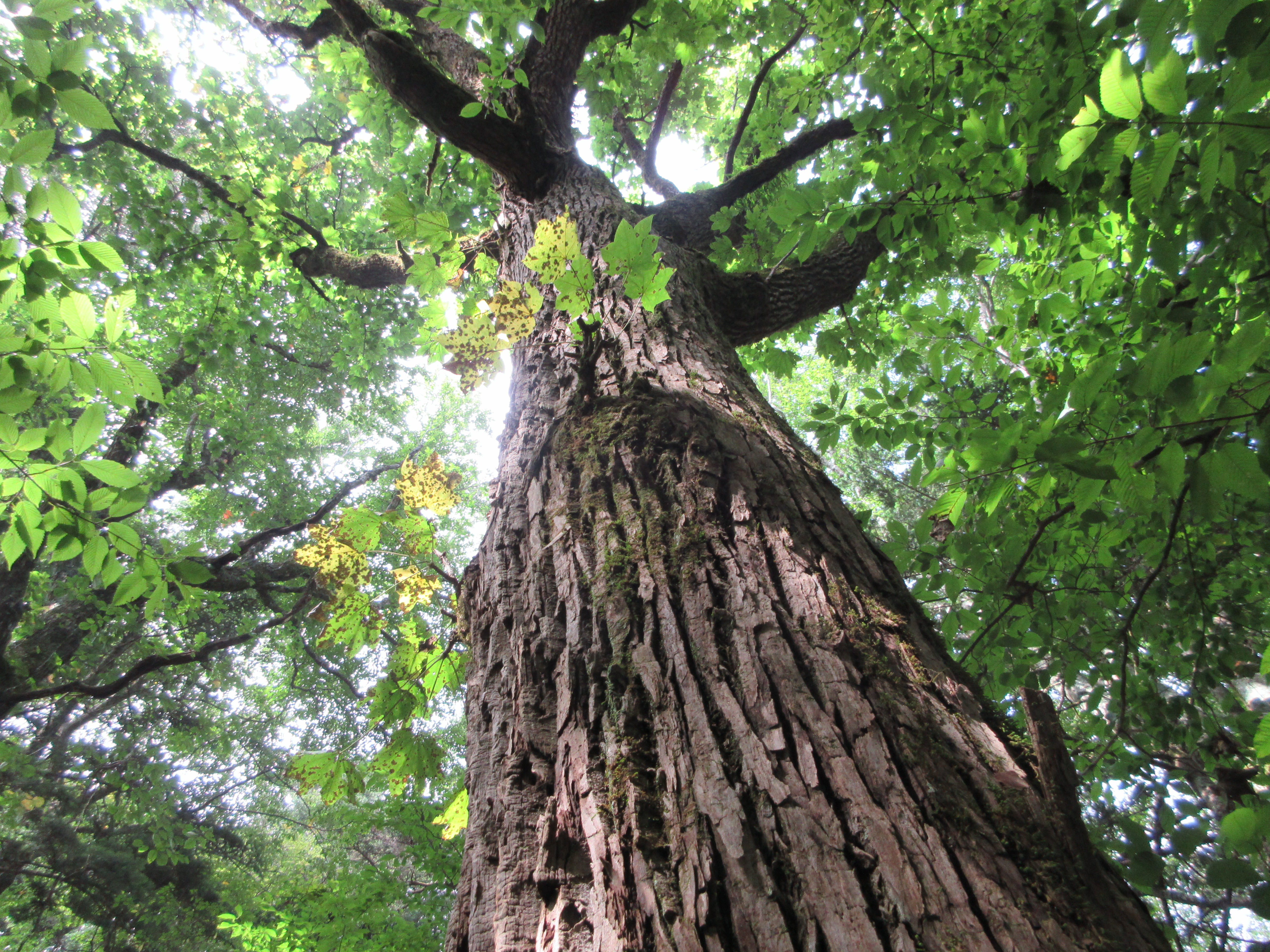 保護林内の風景