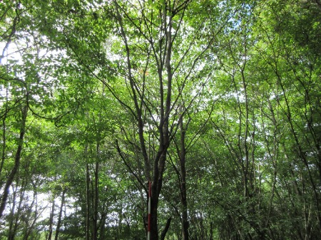 植樹したブナは高さ10mほどまでに成長