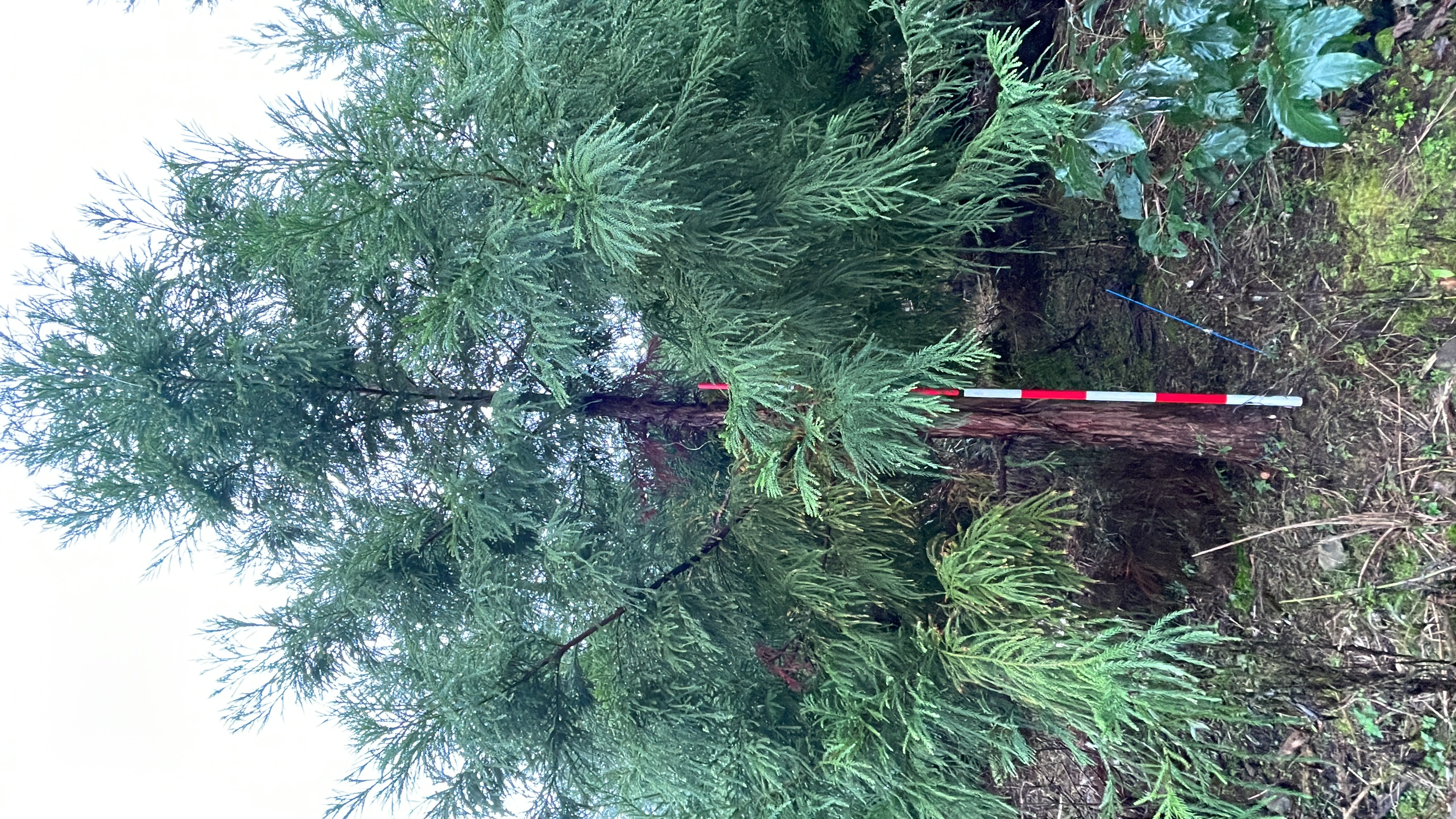 無花粉スギ「心晴れ不稔6号」