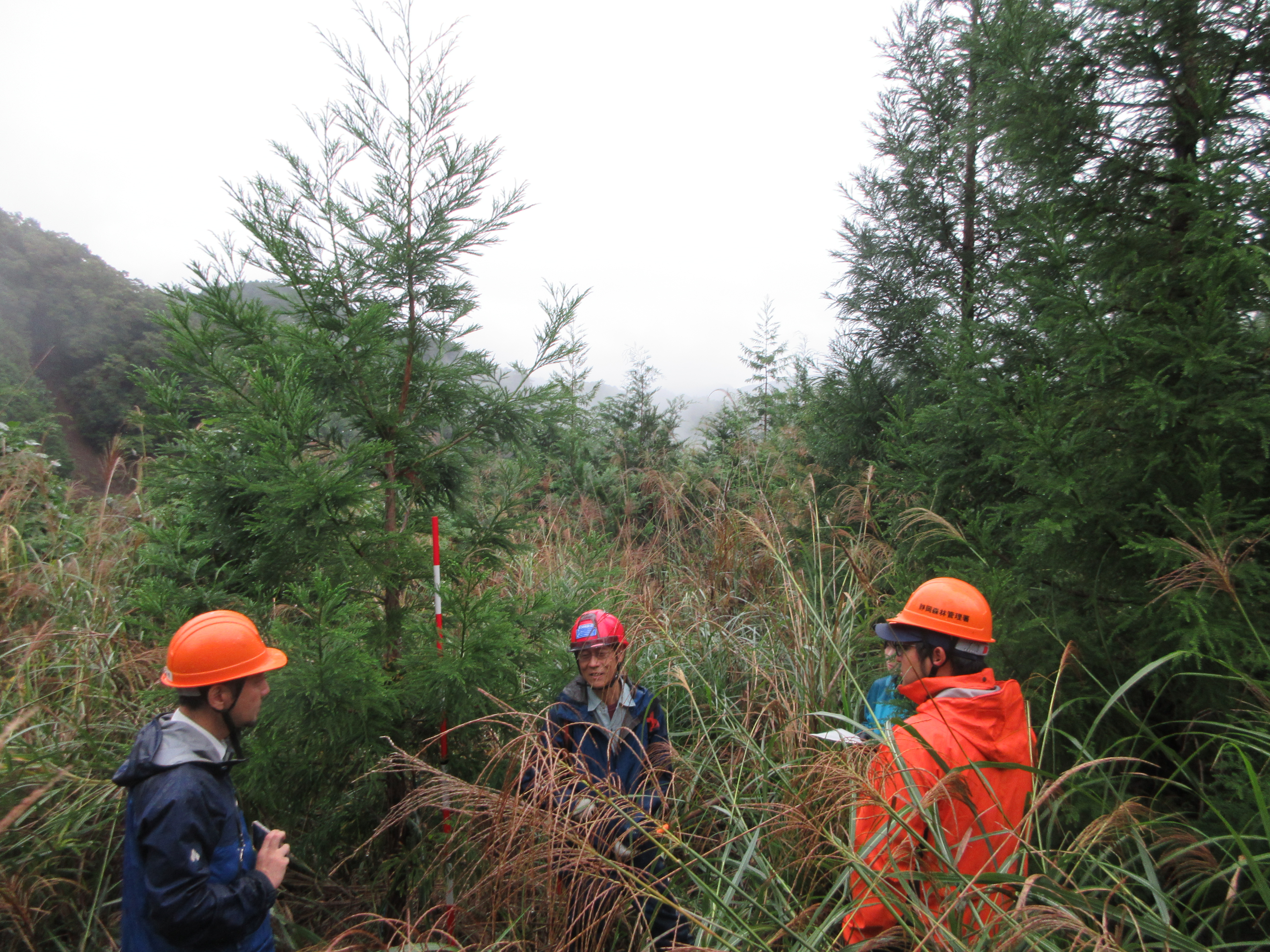 無花粉スギについて説明